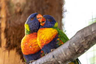prettiest bird in the world